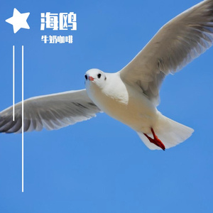 海鸥