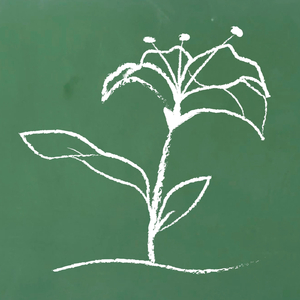 Flor de Azucena (feat. León Gieco, Lula Bertoldi & Agustín Ronconi)