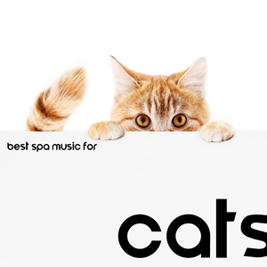 Relaxing Cat Music