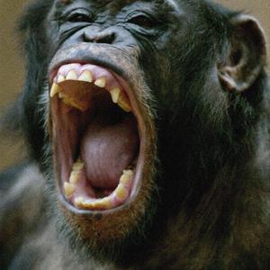Schimpansenmaul