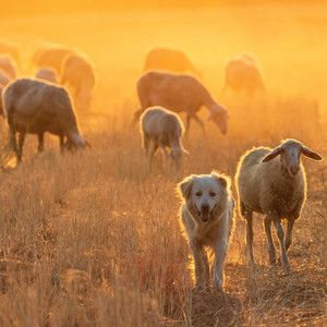 Herd