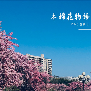 木棉花物语 伴奏