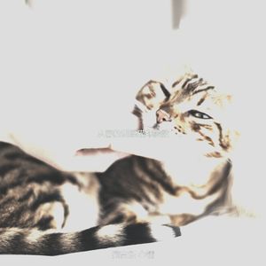温和训练猫梦想