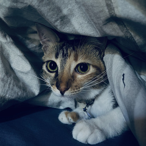 Computer Driven Drums