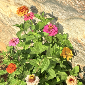 五番目の季節（Japanese ver.）