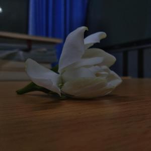 阿尔茨海默的爱（国语）