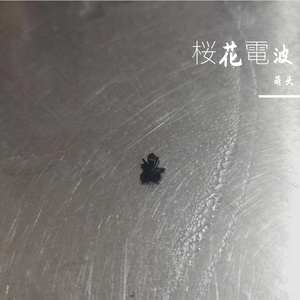 桜花電波