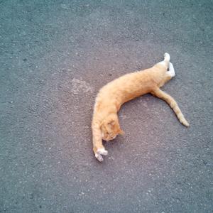 骑上我心爱的小摩托