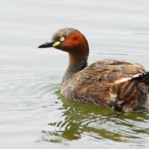 如见青山（翻唱）