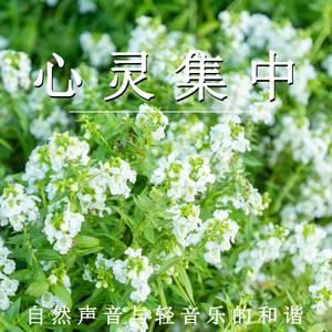 花开之声 心灵的港湾（钢琴）