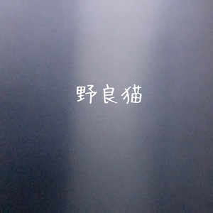 野良猫
