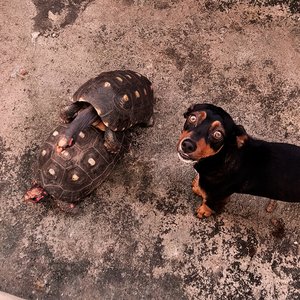 Cornelhos (Ao Vivo)