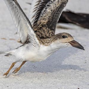 First Flight of the Skimmer