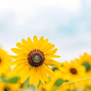 《思念风暴》- Cc