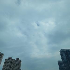 梧桐
