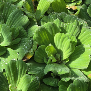 Chlorophyl