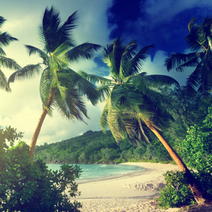 Notices Anacoluthon Discover