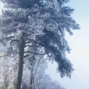 无题（翻自姜云升）