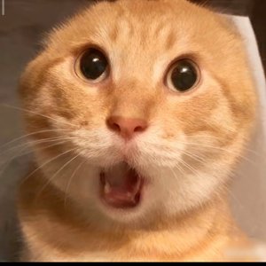 理想与现实的较量