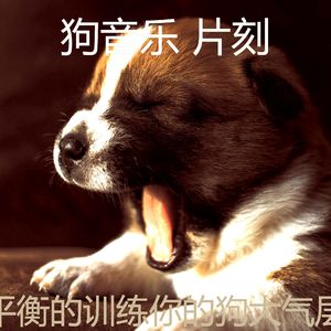 柔和的小狗时刻