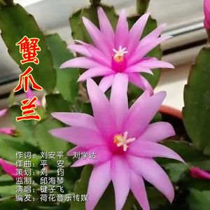蟹爪兰
