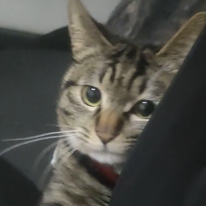 All We Know(哈基米)