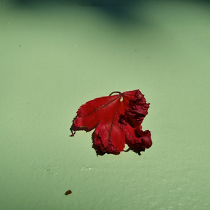 당신이너무하길래