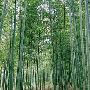 锦鲤之歌