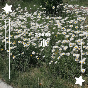 少数派报告（翻自 Tizzy T）