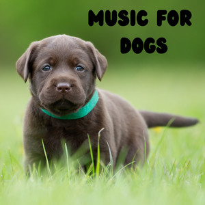 Pet Music