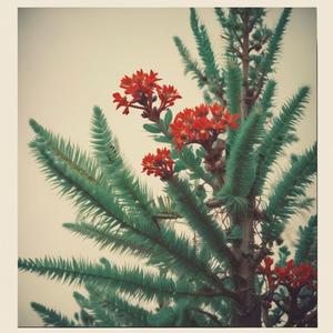 ~Kaua e tiakina a Aotearoa~ גרסה מחודשת להמנון ניו זילנד by @dsb_the_king_of_songs