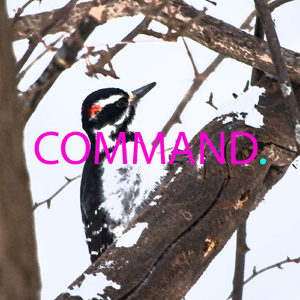 Command. (Original Mix)