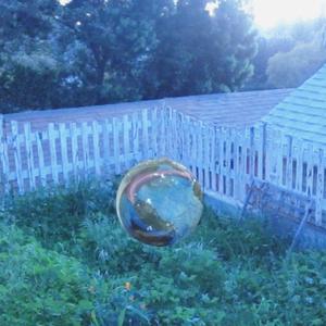 What The Animals Say