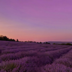 my words (prod. kuromee)