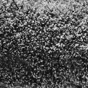 正好我今天吃的鸭子飞了