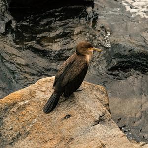 She Heard I'm Innocent