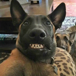 《劳力士进行曲》+《恐龙抗狼》+《without me》+《fantastic baby》