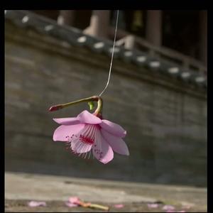 藕斷絲連 by 林原惠