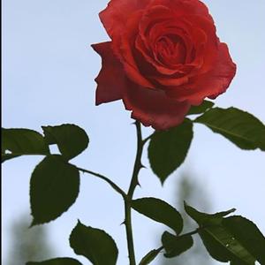 Thorns