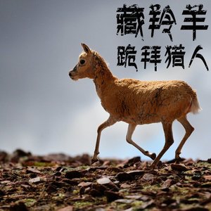 藏羚羊跪拜猎人