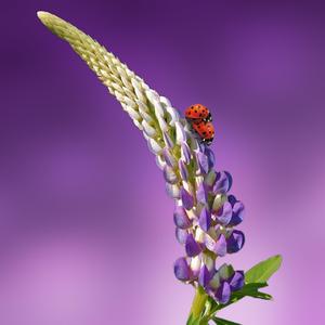 Waltz of Flowers and Life (Original Motion Picture Soundtrack)