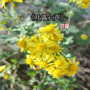 吐露心声