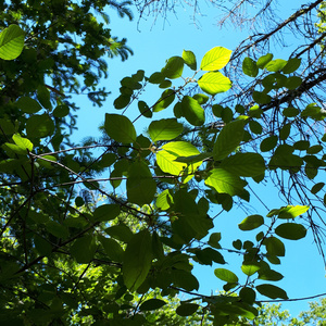 High-Level Cognition states of ecstasy, insight, inspiration, relaxation