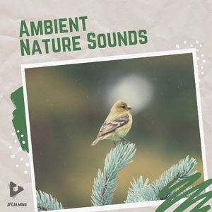 Bird Waves