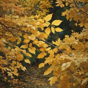 秋风再起 桂花满头