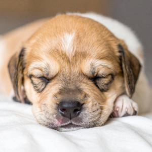 Ritmos Suaves Para Perros