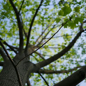 谁愿放手（cover古巨基）