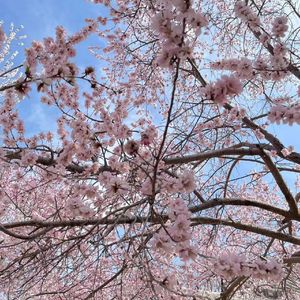 佳人轻抚桃花扇（0.8）