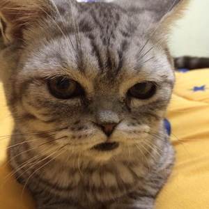 傻白甜的小公主Dome