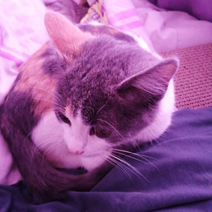Kira